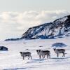 Отель Svalbard Hotell - The Vault, фото 14