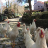 Отель Quinta Padre Lobo, фото 10
