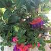 Отель Tiree B&B, фото 12