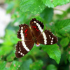 Отель Aparatamentos Arenal Ranas y Ranitas, фото 38