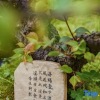 Отель Return to the Heart Homestay (Sanbao Branch), фото 12