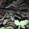 Отель Estación Biológica Tamandua, фото 15