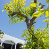 Отель Villa Palmira, фото 31