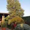 Отель La Sughera - Bed & Breakfast, фото 1