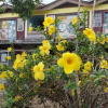 Отель Tahan Guest House, фото 1