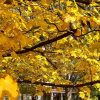 Отель Charred Oaks Inn, фото 46