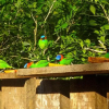Отель Canto dos Pássaros Suítes, фото 1