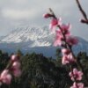 Отель Huon Valley Bed and Breakfast, фото 11