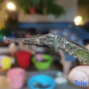Отель Lingshui Yinanwan Homestay (Nanwan Monkey Island Branch), фото 4
