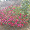 Отель Posada carral cabarceno, фото 23