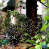 Отель Changchun Sleeping Insect Hotel, фото 6