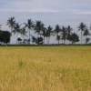 Отель Village Corner Homestay, фото 15