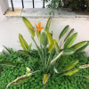 Отель Paralia Platanou Seaview House, фото 9