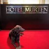 Отель Murten, фото 30