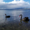 Отель Great view near Rotorua lake, фото 14