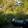 Отель Lion Sands Ivory Lodge, фото 19