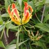 Отель Flame Lily B&B, фото 7