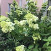 Отель Sunnyside Bed & Breakfast, фото 11