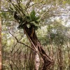 Отель Amazonia Jungle Hotel, фото 32