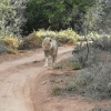 Отель Sanbona Wildlife Reserve, фото 23