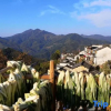 Отель Yuzi · Yunshang Shanju Parent Child Leisure Resort Villa Mountain Stay (Xiuning Muli Village Store), фото 9