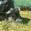 Отель Hualien Cow House, фото 16