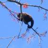 Отель Reserva Ecológica Chontachaka, фото 15