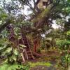 Отель Tanna Volcano View Treehouse, фото 25