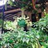 Отель Sigiri Nipun Homestay, фото 16