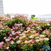 Отель Dali Happy Inn, фото 1