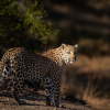 Отель Leopard Sands, Kruger Park, фото 1