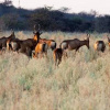Отель Gabus Game Ranch, фото 18