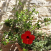 Отель Sivas Villa 2, фото 11
