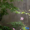 Отель Qishe Hotel (Yangshuo Ten Mile Gallery), фото 12