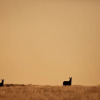 Отель Sandfontein Lodge & Nature Reserve, фото 14
