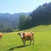 Отель Bauernhof Aiblinger, фото 12