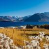 Отель The Kora Pangong, фото 17