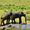 Отель Kwa Maritane Bush Lodge, фото 32