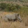 Отель Buffalo Tented Lodge, фото 21