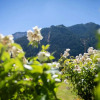 Отель Historic Stonehouse & Alley Cottage - Sleeps 14 with spa pool, фото 16