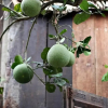 Отель Peaceful Homestay in the Middle of Fruit Garden - Room With Four Double Beds, фото 15