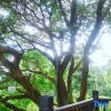 Отель Yard Homestay, фото 3
