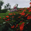Отель La FLeur 2 Luxury Garden Hotel, фото 11