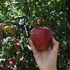 Отель Ranch Terra, фото 10