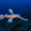 Отель Lembeh Resort, фото 33