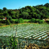 Отель MERIDIAN AC VILLA - Besides Valley View & Strawberry Farms, фото 26