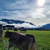 Отель Urlaub am Bauernhof bei Familie Steinbrecher, фото 1