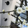 Отель Huangshan Shuying Mountain Villa Art Theme Homestay, фото 8