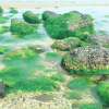 Отель Beihai Weizhou Island Small Time Inn, фото 7