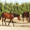 Отель Casa rural Cal Modest, фото 15